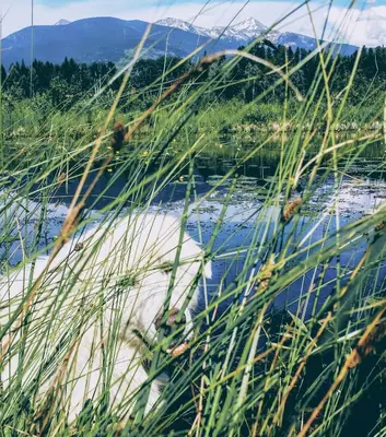 a body of water with tall grass in the foreground at Country Rustic Loghouse at Teepee Meadows in Valemount