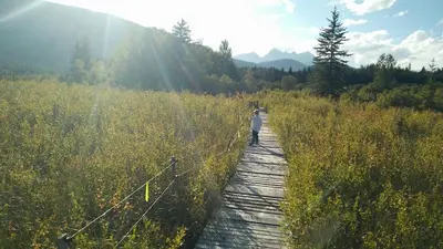 a person walking on a wooden path through a field at Country Rustic Loghouse at Teepee Meadows in Valemount