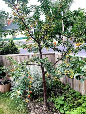 a small tree in a garden next to a fence at Charming Inner City Home in Calgary