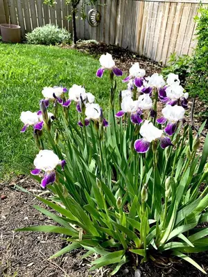 a bunch of white and purple flowers in a yard at Charming Inner City Home in Calgary