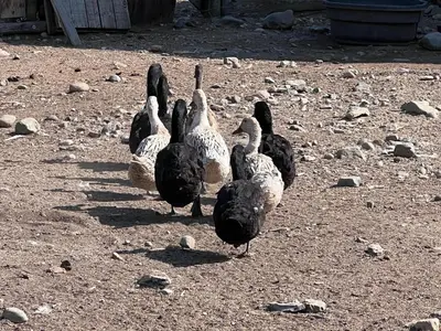 a group of ducks standing in the dirt at Ellison Funny Farm in Barrière