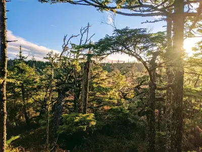 a view of a forest with trees in the foreground at Dragon's End Guesthouse in Massett