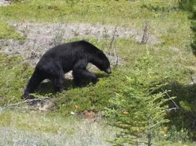 a black bear walking through a field of grass at El Paraiso - Luxury Downtown Penthouse in Canmore