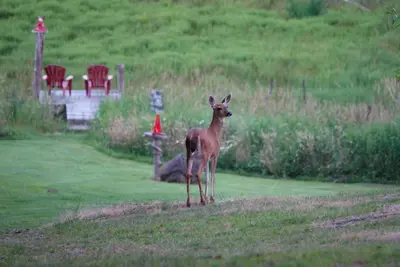 a deer standing in the grass in a field at Beaver Hut Bed And Breakfast in Port Alberni