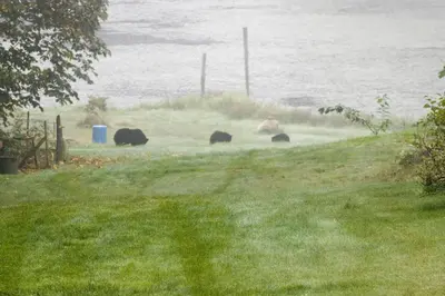 a group of bears walking in the grass near the water at Beaver Hut Bed And Breakfast in Port Alberni