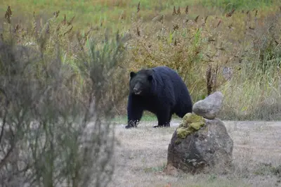 a black bear walking in a field next to a rock at Beaver Hut Bed And Breakfast in Port Alberni