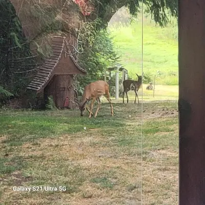 two deer grazing in the grass in a field at Beaver Hut Bed And Breakfast in Port Alberni