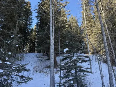 a forest of trees with snow on the ground at Private 2BR Forest Suite in Bragg Creek with Hot tub, pond, 17 acres of trails in Bragg Creek