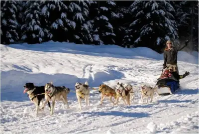 a woman on a sled being pulled by a group of dogs at Charming Rustic Cabin Perfect for Groups in Golden
