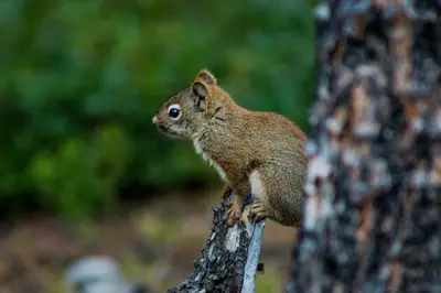 a squirrel sitting on top of a tree branch at Northern Rockies Lodge in Muncho Lake