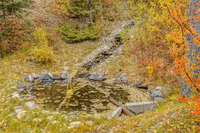 a small pond in the middle of a forest at 2BR Red Cedar Lodge near Banff with Mountain Views in Canmore