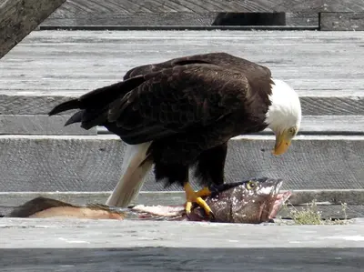 an eagle eating a fish on some steps at Hidden JEM - Your Home Away From Home in Coal Harbour