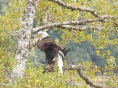 a bald eagle perched on a tree branch at Hidden JEM - Your Home Away From Home in Coal Harbour