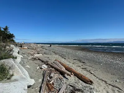 a beach with logs on the sand and the water at Large ocean view family retreat in Comox