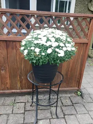a pot of white flowers sitting on a table at Dunbar Home in Vancouver