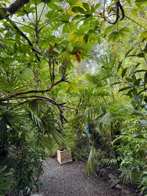 a garden with lush green trees and a wooden box at Magnolia Petal Accommodation in Salt Spring Island