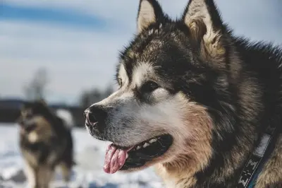 two dogs are standing in the snow at Creekside Haven on a Sleddog Farm in Dovercourt