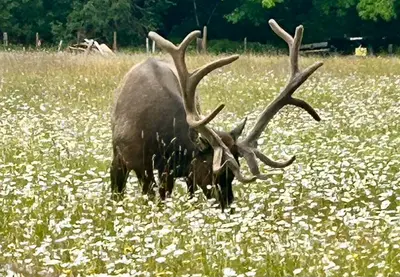 two elk with large antlers grazing in a field of flowers at Maple Woods B&B in Honeymoon Bay
