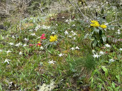 a bunch of flowers in the grass at Maple Woods B&B in Honeymoon Bay
