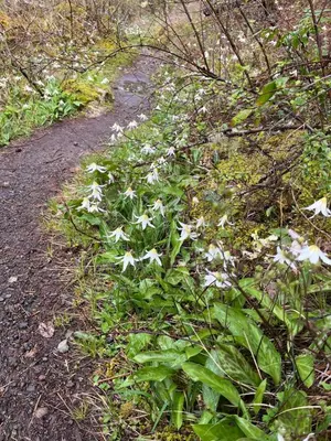 a group of white flowers on a trail at Maple Woods B&B in Honeymoon Bay