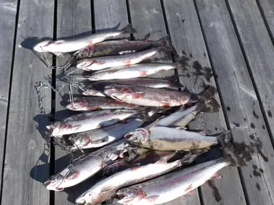 a group of fish sitting on a table at Nimpo Lake Resort in Nimpo Lake