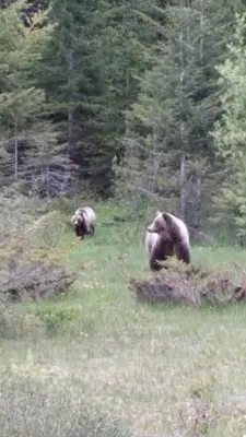 two brown bears walking in a field of grass at AppleTree Inn in Radium Hot Springs