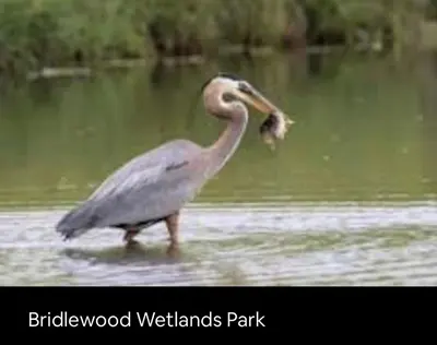 a bird walking in the water with a fish in its mouth at 4 Bedroom 4 Bathroom 2 Kitchen House in Bridlewood in Calgary