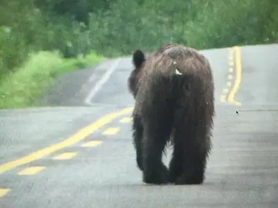 a large brown bear walking down a road at Guesthouse Austria in Stewart
