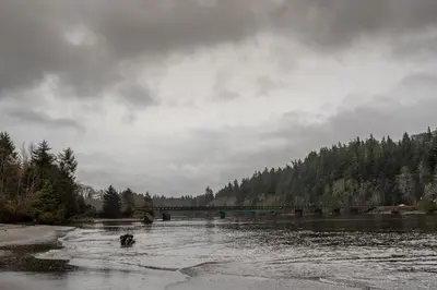 a river with a bridge and two dogs in the water at Fish Tales Cottage in Port Renfrew