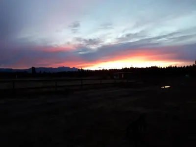 a dog standing in a field at sunset at Paradise Acres Ranch in Nanoose Bay
