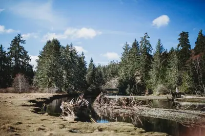 a body of water with trees in the background at Port Hardy Cabins in Port Hardy