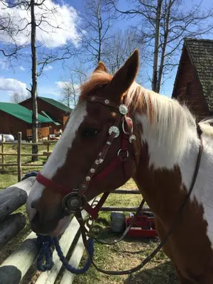 a brown and white horse standing next to a fence at Montana Hill Guest Ranch in Bridge Lake