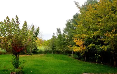 a grassy field with trees and a grassy yard at South Africa House Guest Lodge in Wainwright
