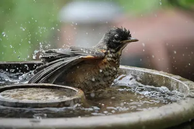 a bird sitting in the water in a bird bath at A Suite Retreat - Beyond Bed & Breakfast in Sun Peaks