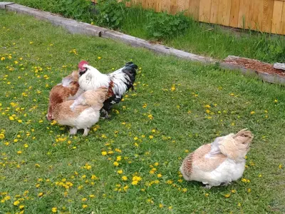 a group of chickens standing in the grass at Wolfwood Guest Ranch in Clearwater