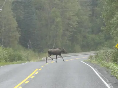 a moose crossing the road in the middle of the road at Stewart Mountain Lodge in Stewart