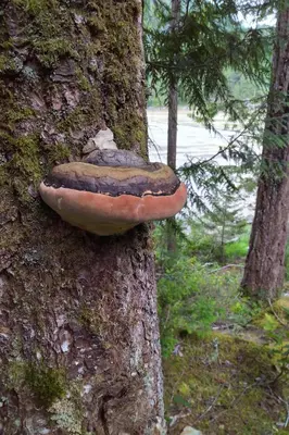 a mushroom on the side of a tree at The Perch at Moon Dance in Garden Bay