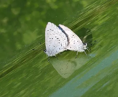 a butterfly sitting on top of a green leaf at The Perch at Moon Dance in Garden Bay