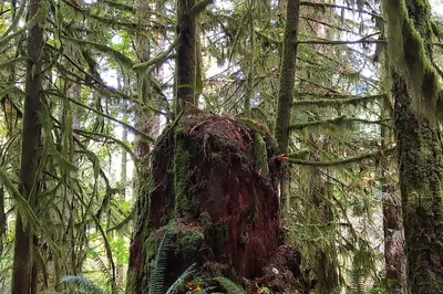 a moss covered tree in a forest of trees at The Cabin at Moon Dance in Garden Bay