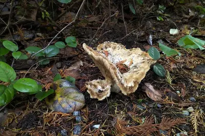 a smashed up mushroom on the ground in the grass at The Cabin at Moon Dance in Garden Bay