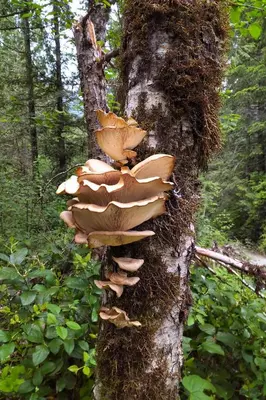 a group of mushrooms on the side of a tree at The Cabin at Moon Dance in Garden Bay