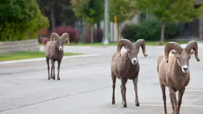 a group of rams walking down a street at Mountain View Radium Condo - Copper Horn Village in Radium Hot Springs
