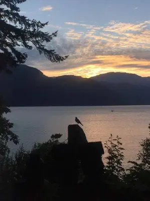 a bird sitting on a rock in front of a lake at The Lodge on Harrison Lake in Harrison Hot Springs