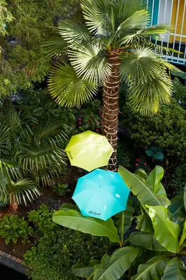 two umbrellas in front of a palm tree at The Burrard in Vancouver