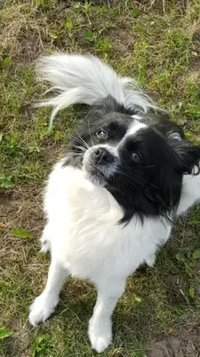 a black and white dog laying on the grass at Wettstone Guest Ranch in Bridge Lake