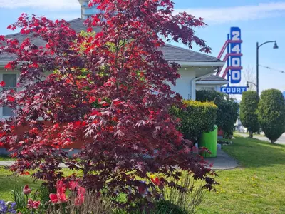a tree with red leaves in front of a hotel at 2400 Motel in Vancouver