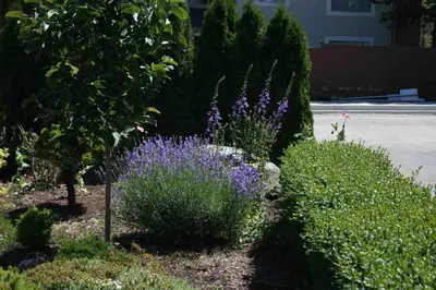 a garden with purple plants and purple flowers at Semi Centre House in White Rock