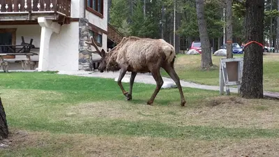 a antelope walking in the grass near a house at Douglas Fir Resort & Chalets in Banff