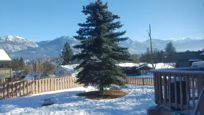 a christmas tree in the snow in a yard at Invermere 4 Br Lakeside, Mountain View Home! Walk to Sandy Beach for Swimming, Boating, Tennis and Beach Volleyball Local Town Shopping, Eateries, Bakery and Pubs! Welcome Family's, Healthcare Workers and Trades! Monthly Rentals of 28 Nights or More! in Invermere