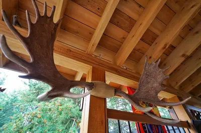 two moose antlers hanging from the ceiling of a cabin at Deer Ridge B&B in Golden